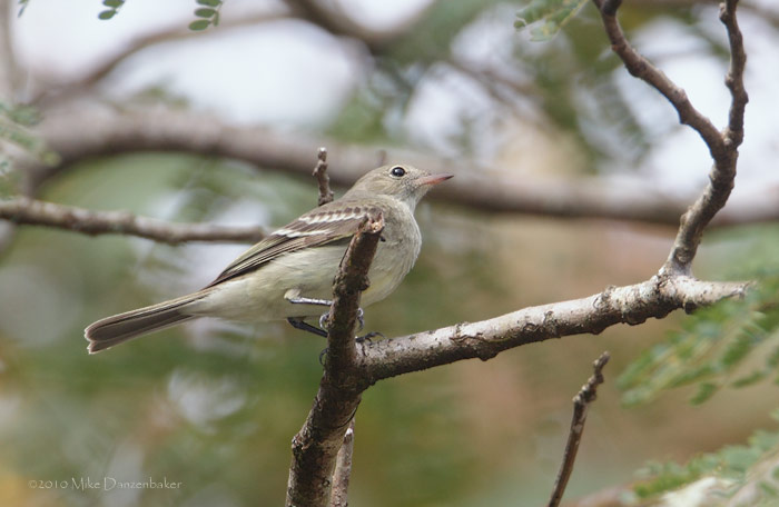 Lesser Elaenia (Elaenia chiriquensis) photo image