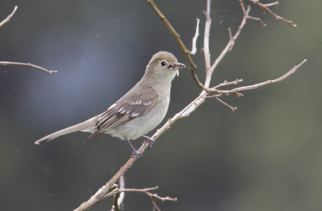 Mountain Elaenia (Elaenia frantzii) photo