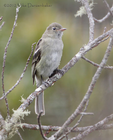 White-crested Elaenia (Elaenia albiceps) photo image