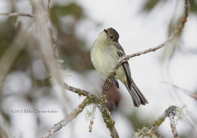 White-crested Elaenia (Elaenia albiceps) photo image