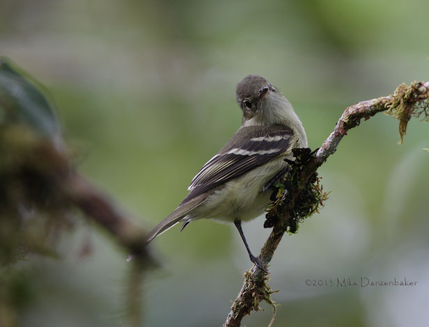 White-crested Elaenia (Elaenia albiceps) photo image