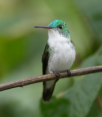 Andean Emerald (Amazilia franciae) photo image