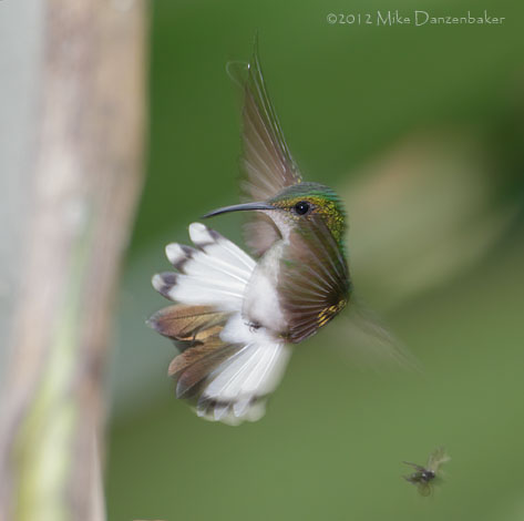 Coppery-headed Emerald (Elvira cupreiceps) photo