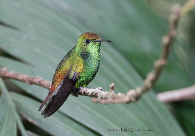 Coppery-headed Emerald (Elvira cupreiceps) photo