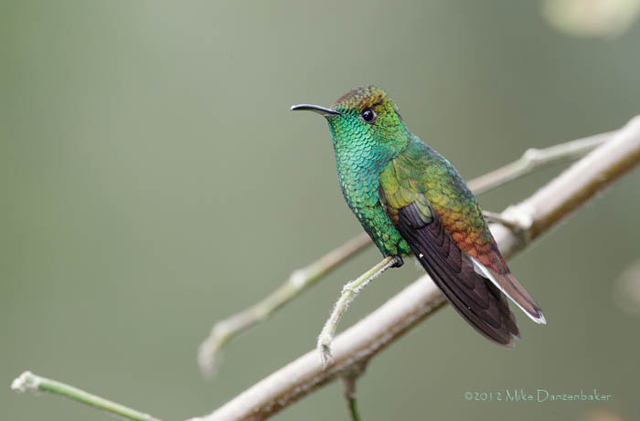 Coppery-headed Emerald (Elvira cupreiceps) photo