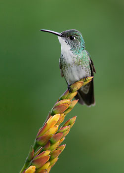 White-chested Emerald (Amazilia brevirostris) photo image