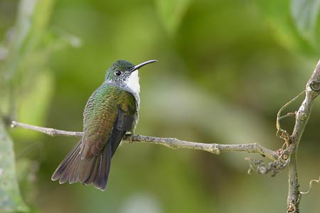 White-chested Emerald (Amazilia brevirostris) photo image