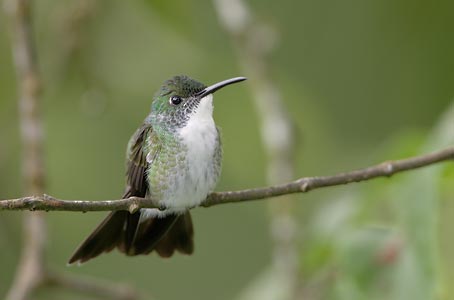 White-chested Emerald (Amazilia brevirostris) photo image