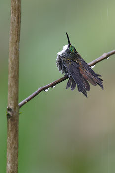 White-chested Emerald (Amazilia brevirostris) photo image