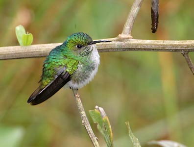 White-tailed Emerald (Elvira chionura) photo image