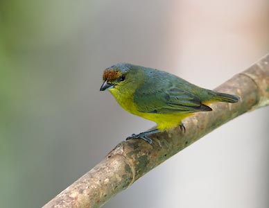Fulvous-vented Euphonia (Euphonia fulvicrissa) photo image