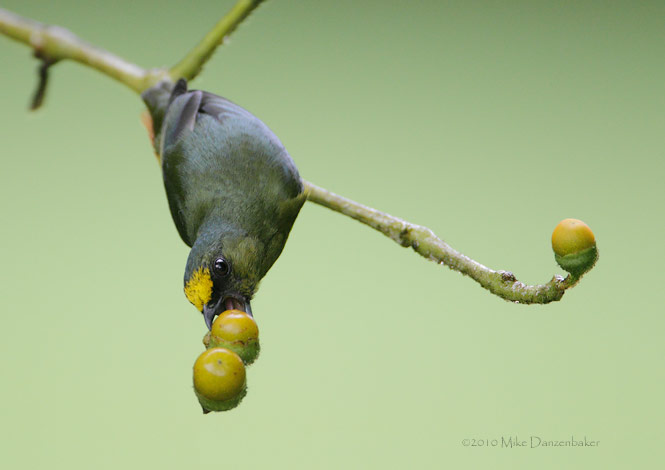 Olive-backed Euphonia (Euphonia gouldi) photo