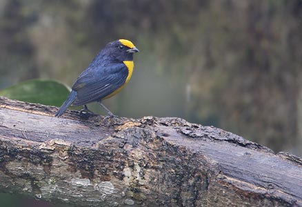 Orange-bellied Euphonia (Euphonia xanthogaster) photo image