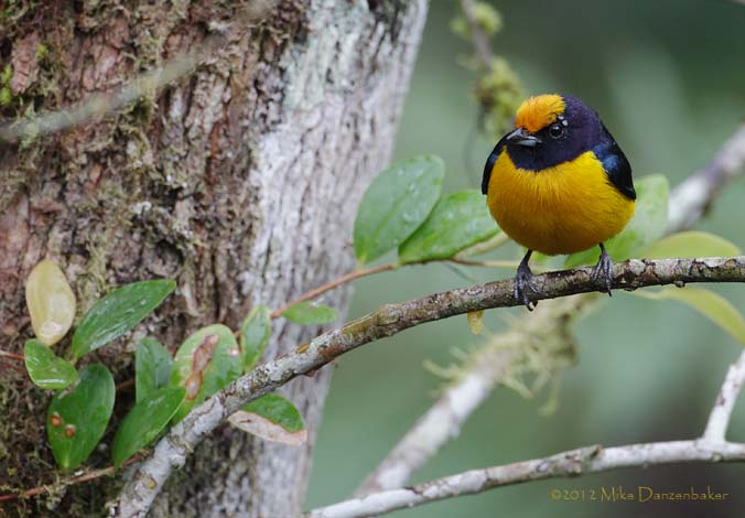 Orange-bellied Euphonia (Euphonia xanthogaster) photo image