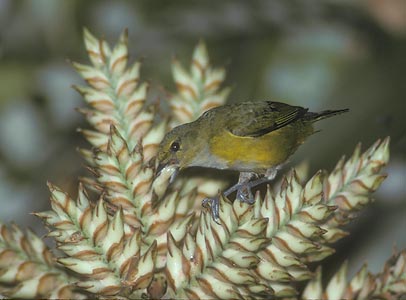 Rufous-bellied Euphonia (Euphonia rufiventris) photo image