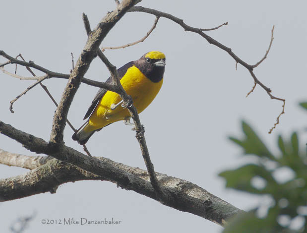 Scrub Euphonia (Euphonia affinis) photo