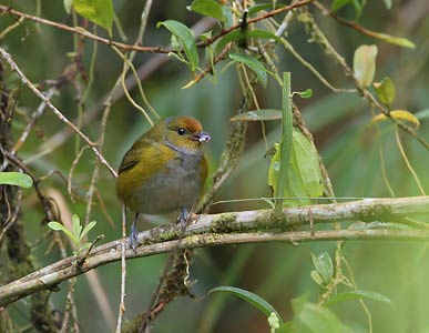 Tawny-capped Euphonia (Euphonia anneae) photo image