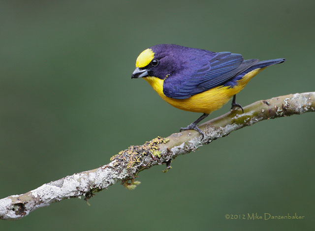 Thick-billed Euphonia (Euphonia laniirostris) photo