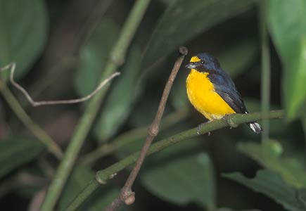 Yellow-throated Euphonia (Euphonia hirundinacea) photo image