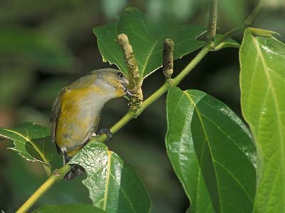 Yellow-throated Euphonia (Euphonia hirundinacea) photo image