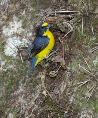 Yellow-throated Euphonia (Euphonia hirundinacea) photo image
