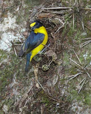 Yellow-throated Euphonia (Euphonia hirundinacea) photo image