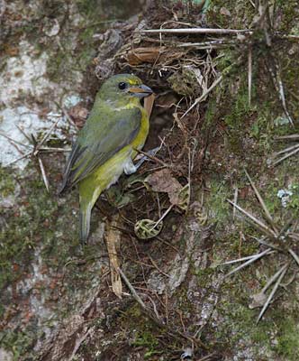 Yellow-throated Euphonia (Euphonia hirundinacea) photo image