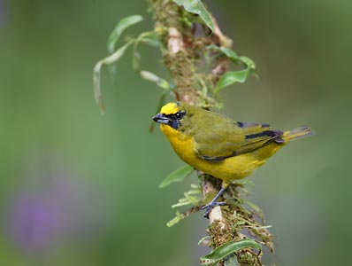 Yellow-throated Euphonia (Euphonia hirundinacea) photo image