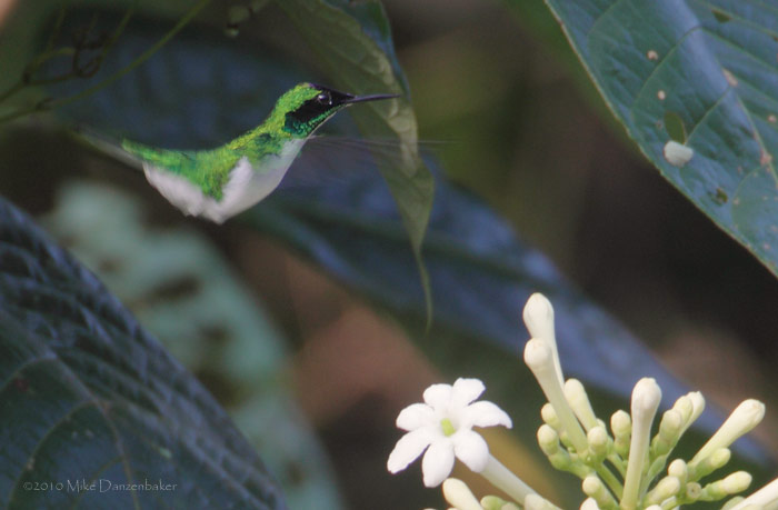 Purple-crowned Fairy (Heliothryx barroti) photo
