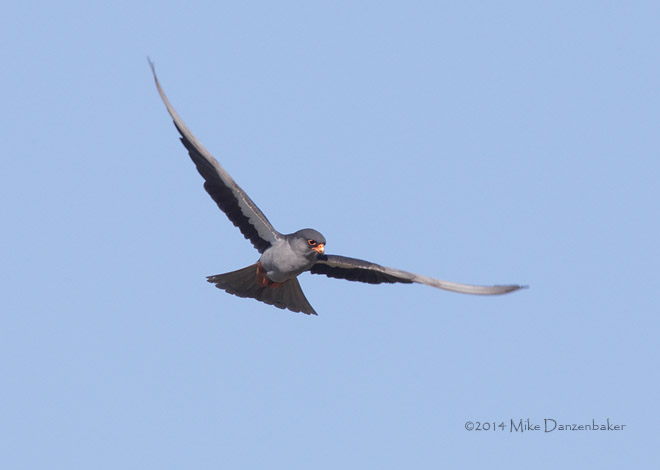Amur Falcon (Falco amurensis) photo