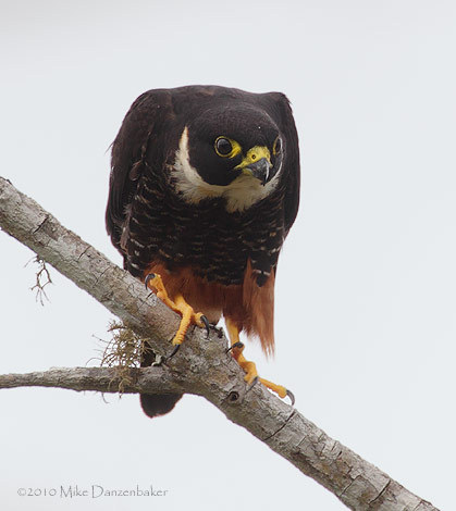 Bat Falcon (Falco rugigularis) photo