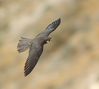 Eleonora's Falcon (Falco eleonorae) photo image