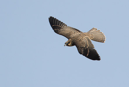 Eleonora's Falcon (Falco eleonorae) photo image