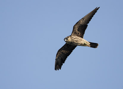 Eleonora's Falcon (Falco eleonorae) photo image