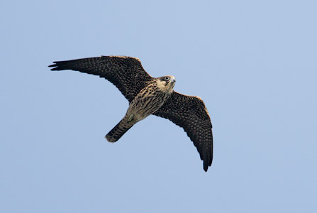 Eleonora's Falcon (Falco eleonorae) photo. Eleonora's Falcon (Falco eleonorae) photo.