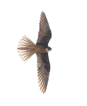 Eleonora's Falcon (Falco eleonorae) photo image