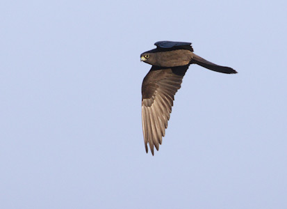 Eleonora's Falcon (Falco eleonorae) photo image