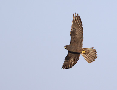 Eleonora's Falcon (Falco eleonorae) photo image