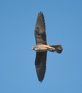 Eleonora's Falcon (Falco eleonorae) photo image