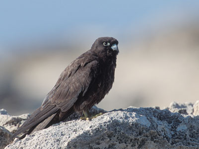 Eleonora's Falcon (Falco eleonorae) photo image