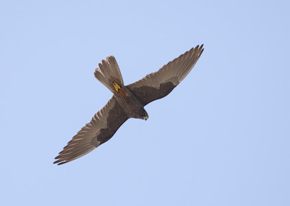 Eleonora's Falcon (Falco eleonorae) photo image