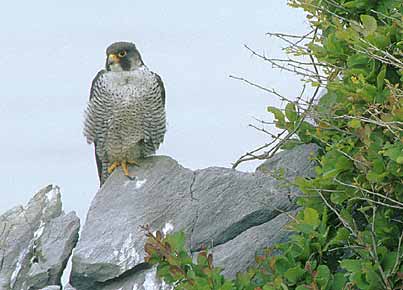 Peregrine Falcon (Falco peregrinus) photo image