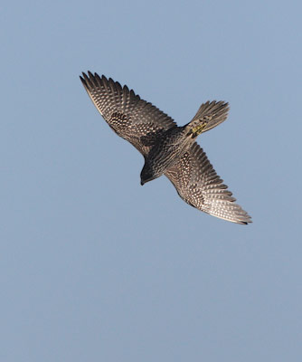 Peregrine Falcon (Falco peregrinus) photo image