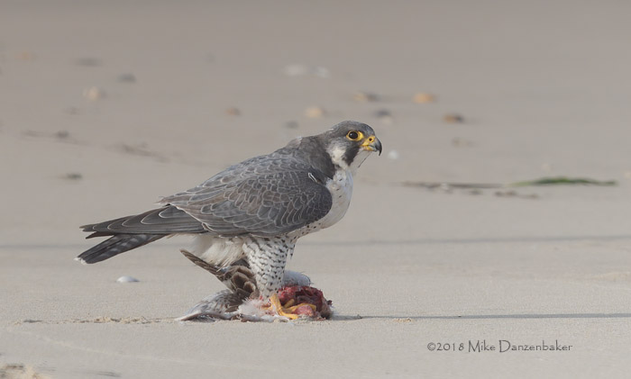 Peregrine Falcon (Falco peregrinus) photo