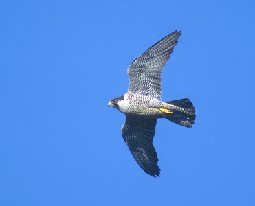 Peregrine Falcon (Falco peregrinus) photo image