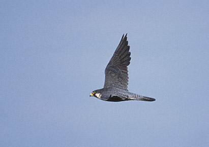 Peregrine Falcon (Falco peregrinus) photo image