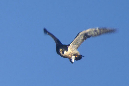 Peregrine Falcon (Falco peregrinus) photo image