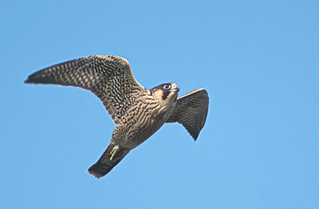 Peregrine Falcon (Falco peregrinus) photo image