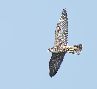 Peregrine Falcon (Falco peregrinus) photo image