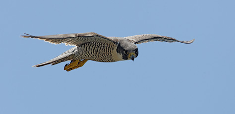 Peregrine Falcon (Falco peregrinus) photo image